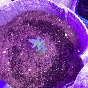 Media 'Grape Octane Auto' in album '2024 New Grow'