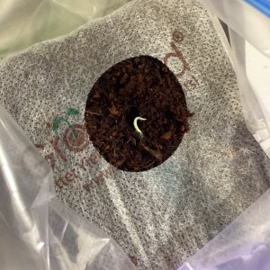 Aug 8th born day grape octane auto second grow