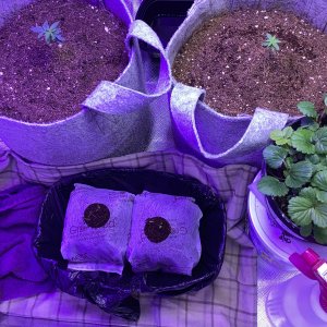 ILGM Grape Octane Auto