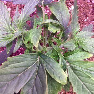 Grape tomatoes crane auto