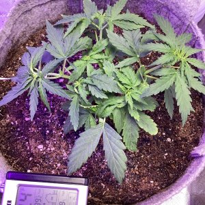 Grape octane auto day 34