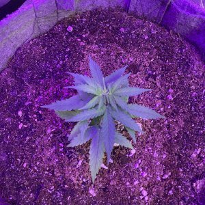 Grape octane auto day 34