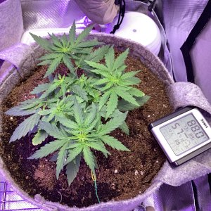 Grape octane auto, A few hours later…day 35