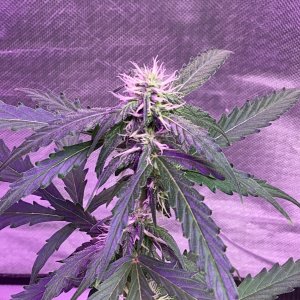 Grape octane auto