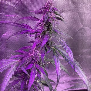 Grape octane auto