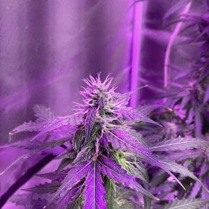 Grape octane auto 69 days old