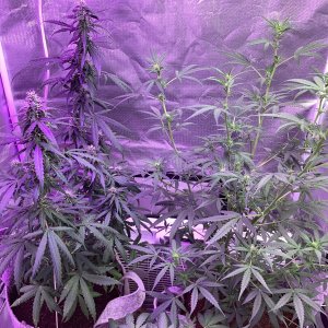 Grape octane auto 69 and 68 days old