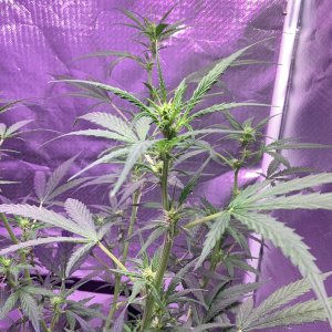 Grape octane auto 68 days old