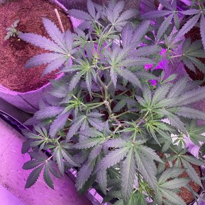 Grape octane auto 53 days old