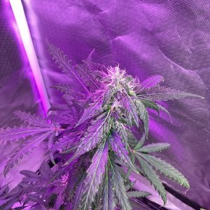 Grape octane auto, day 75