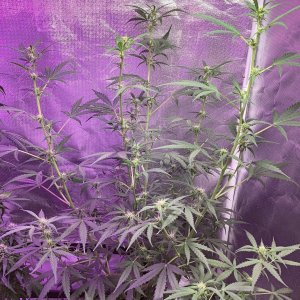 Grape octane auto, day 74