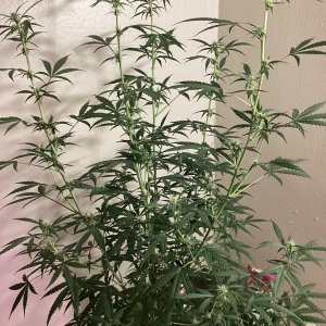 Grape octane auto, day 76