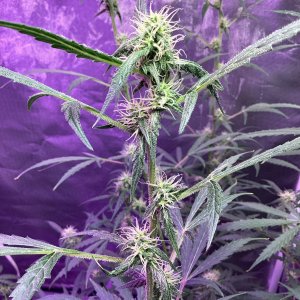 Grape octane auto, day 89