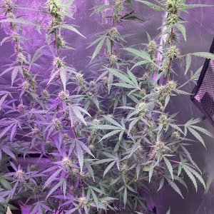 Grape octane auto, day 89