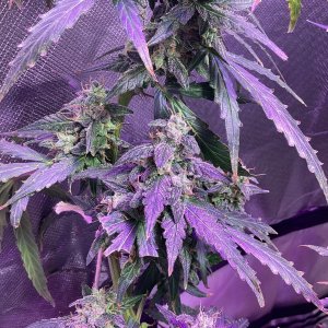 Grape octane auto, day 92