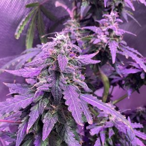 Grape octane auto, day 92