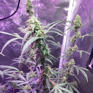 Grape octane auto, day 94