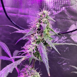 Grape octane auto, day 94