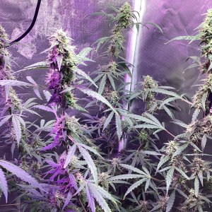 Grape octane auto, day 95