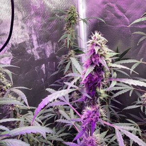 Grape octane auto, day 97