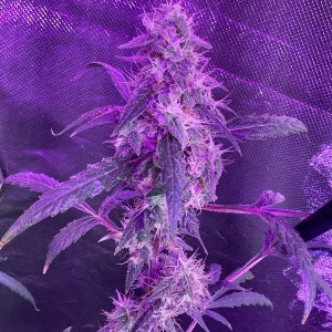 Grape octane auto, day 100