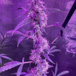 Grape octane auto, day 100