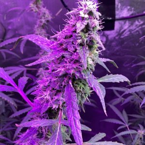 Grape octane auto, day 100