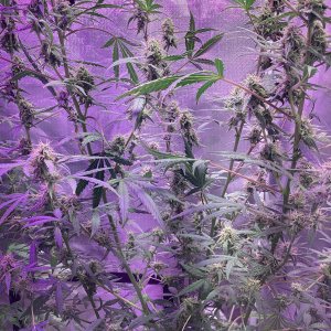 Grape octane auto, day 91