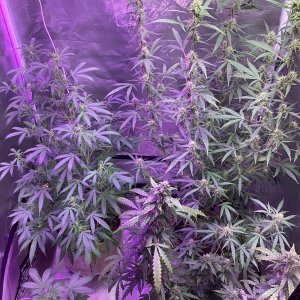 Grape octane auto, from left day 40, 89, 90