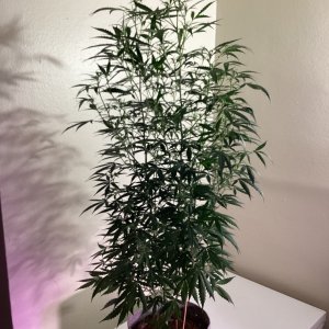 Grape octane auto, day 80