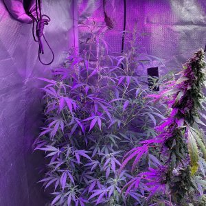 Grape octane auto, day 83