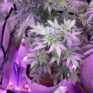 Grape octane auto, day 47