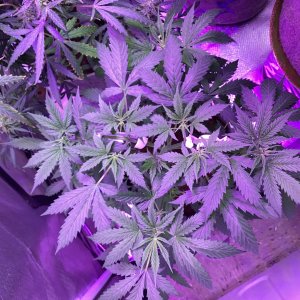 Grape octane auto day, 52