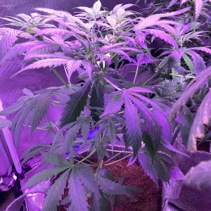 Grape octane auto, day 52