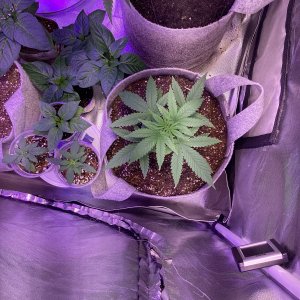 9lb hammer from jinxproof genetics