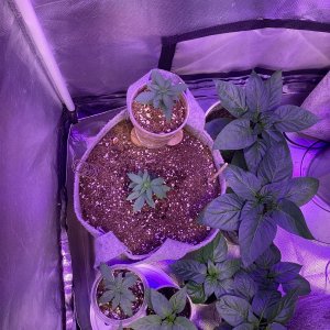 9lb surprise from jinxproof genetics