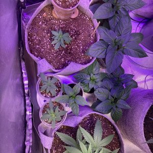 9lb hammer/9lb surprise from jinx proof gen.