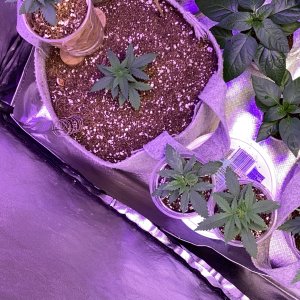 9lb surprise + seedlings