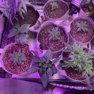 Jinx proof genetics plus my bell pepper plants.