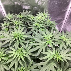 9lb hammer/9lb surprise week#1 of 12/12