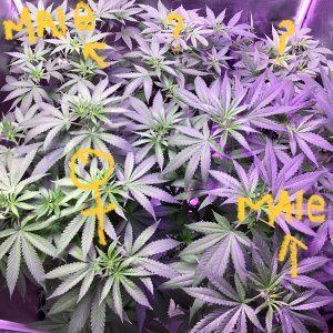 9lb hammer by jinxproof genetics