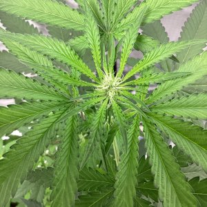 9lb hammer @ day 17 of 12/12