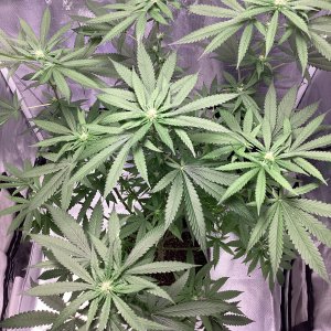 9lb hammer @week 3 of 12/12