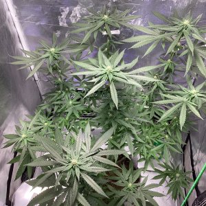 9lb hammer @ beginning of week 4