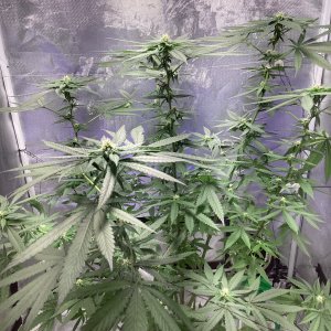 9lb hammer