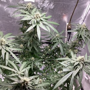 9lb hammer @ 7 weeks