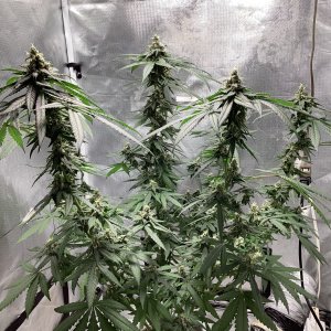 9lb hammer @ 7 weeks