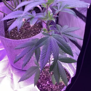 9lb hammer x watermelon