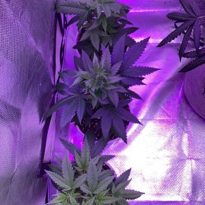 9lb hammer x watermelon