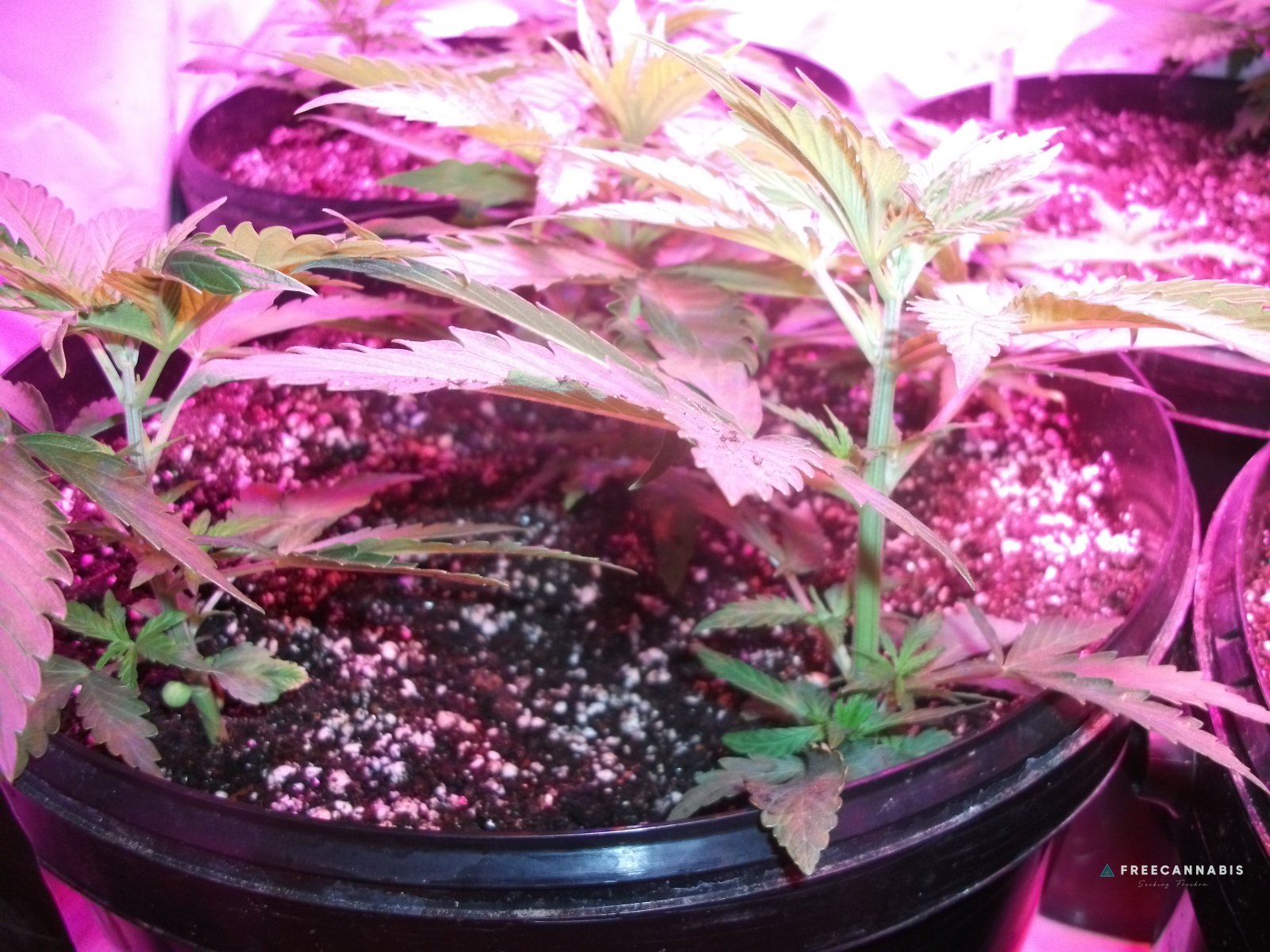 DSCF2155
